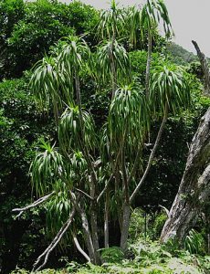 dracena-halapepe