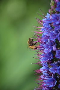 echium biennale