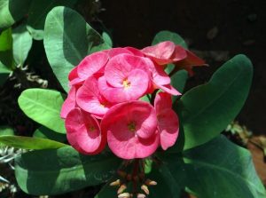 euphorbia-2