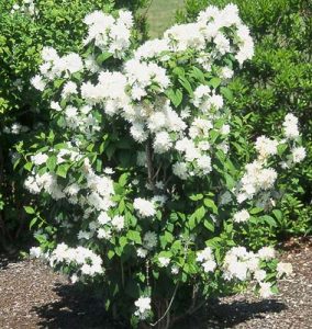 il filadelfo (philadelphus), profumo di “falso arancio”
