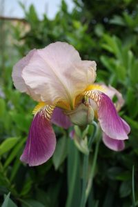 fiore iris