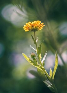 fiori edibili