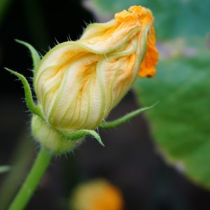 fiori edibili