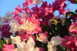 flowers-1012005_640