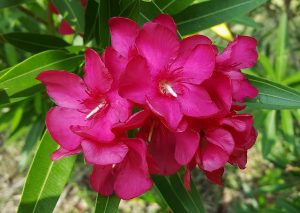 flowers-1408015_640