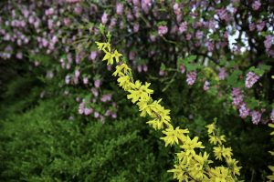 forsythia