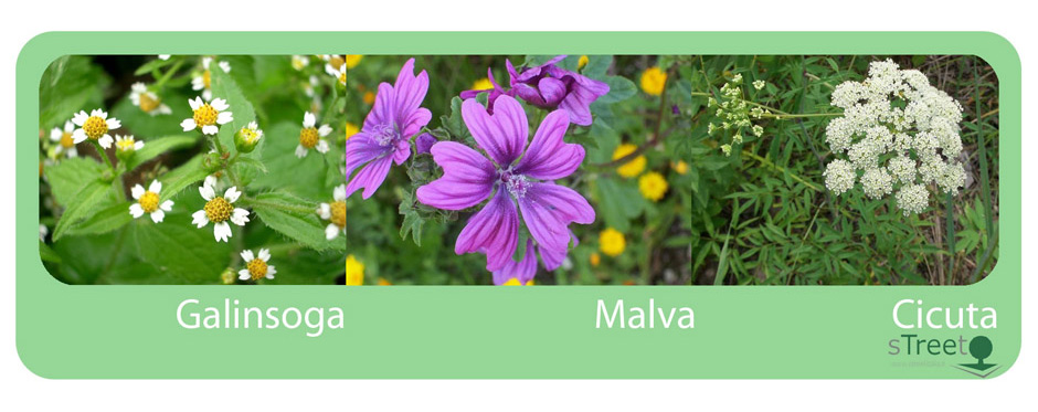 galisonga-malva-cicuta