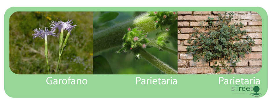 garofano-parietaria