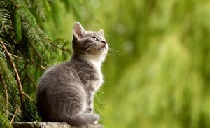 gatto-giardino
