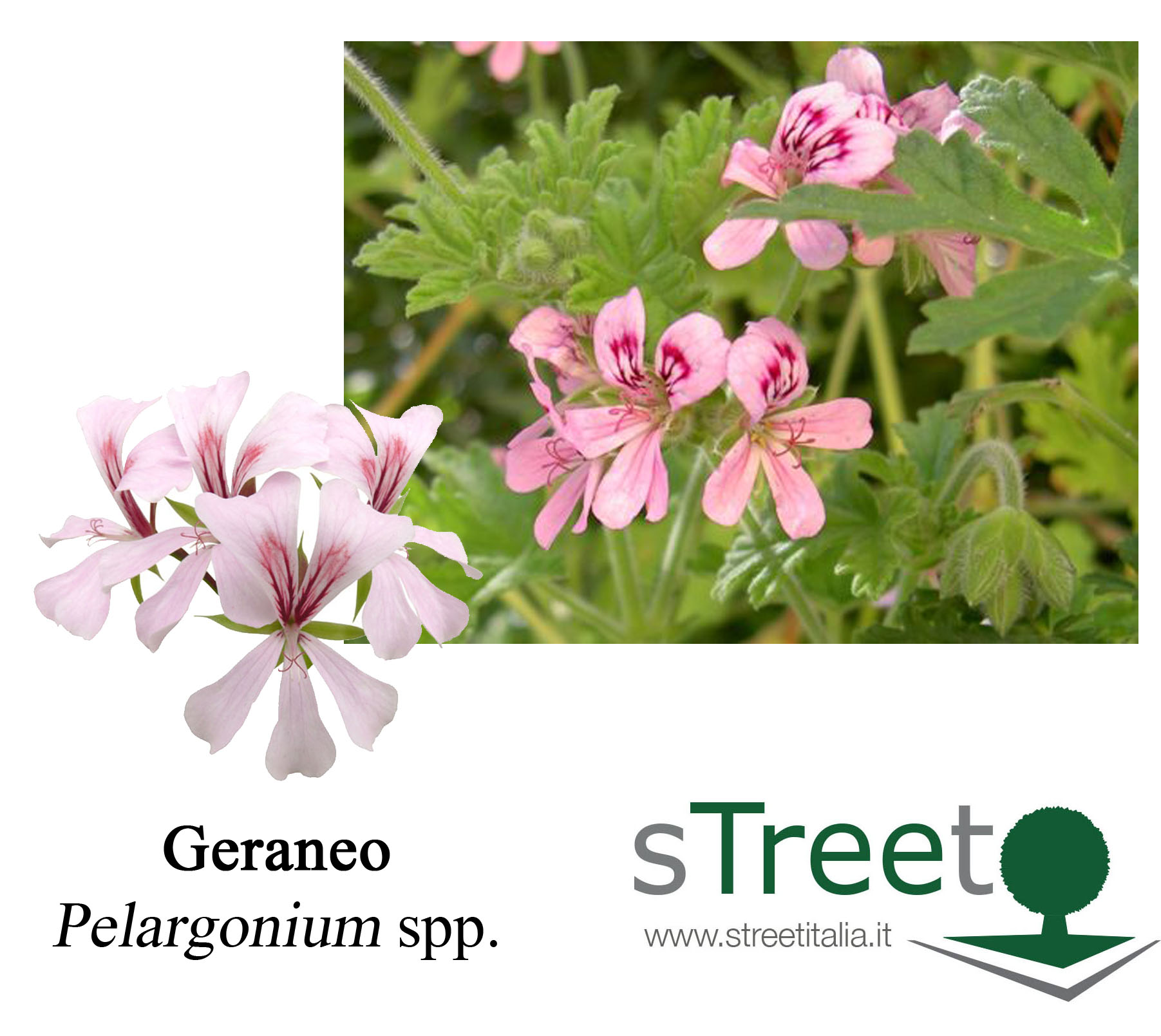 geraneo
