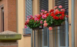 geranio-balcone