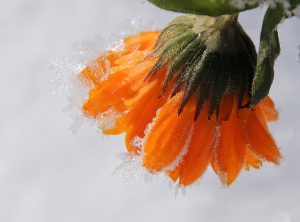 giardino-inverno-3