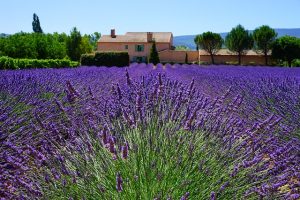 giardino provenzale