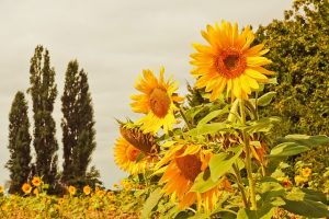 girasole