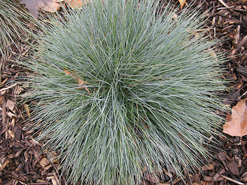 graminacee-festuca-glauca