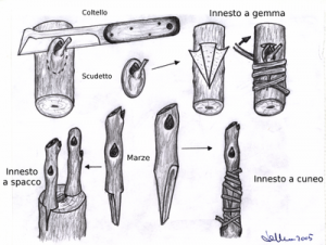 innesto tipi