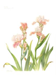 iris_rea_web_2
