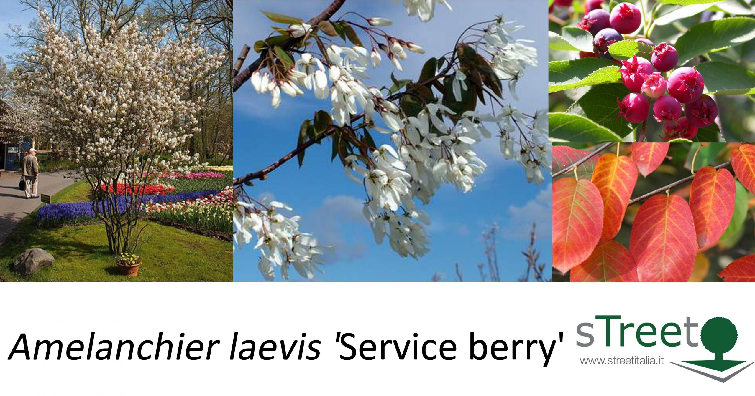 Amelanchier laevis 'Service berry'