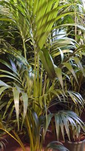 kentia