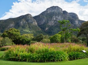 kirstenbosch-2
