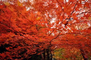 koshikawa-2