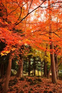 koshikawa-3