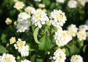 lantana-3