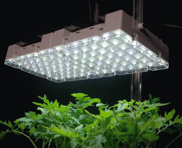led-crescita-fioritura-piante