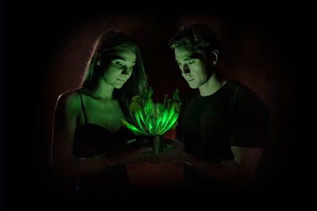 pianta luminescente