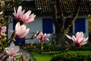magnolia