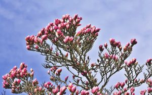 magnolia