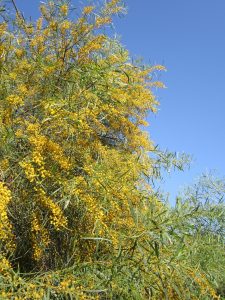 mimosa-2