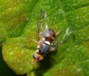 mosca-olearia
