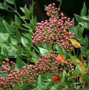 nandina-3