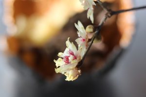 natale 2020 green calycanthus