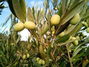 olive