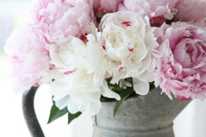 peonia 2