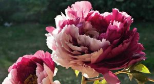 peonia