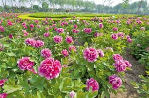 peonia cinese