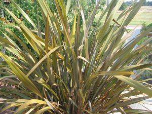phormium tenax