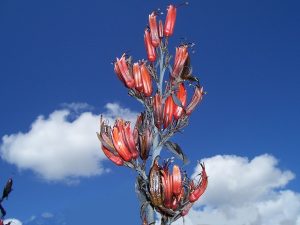 phormium tenax