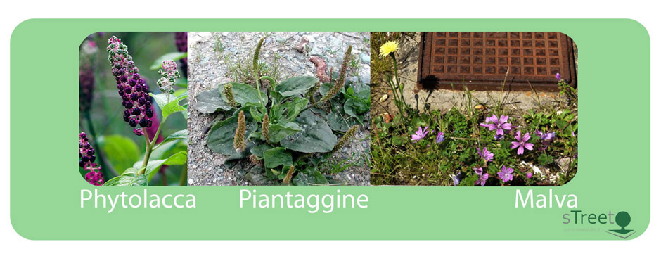 phytolacca-piataggine-malva