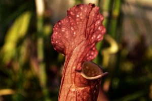 pianta-carnivora-2