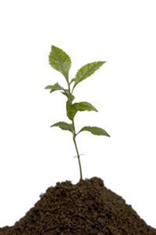 pianta_2