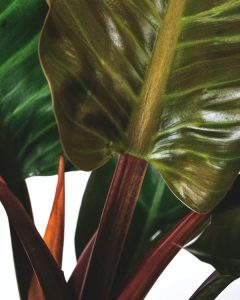 piante appartamento fiorite anthurium
