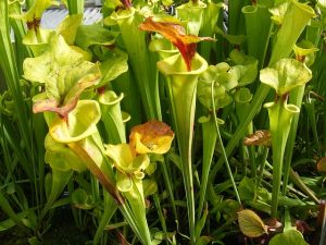 piante-carnivore-2
