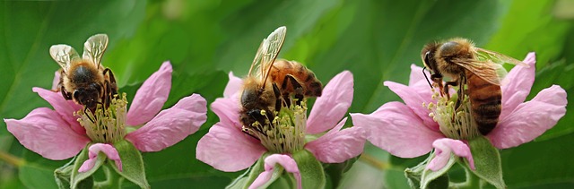 piante impollinatori