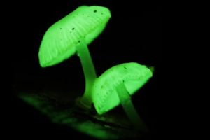 Luminescence & Plants