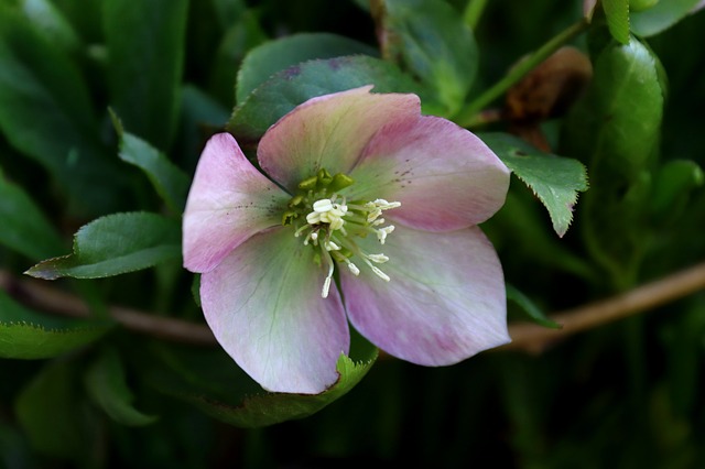 piante da ombra