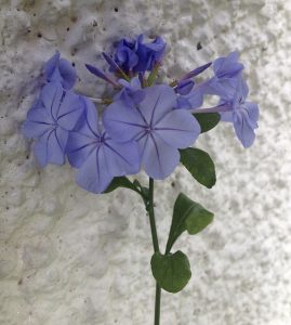 plumbago-2